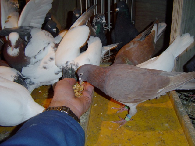 feeding the birds (rollers, tipplers and budapesters)