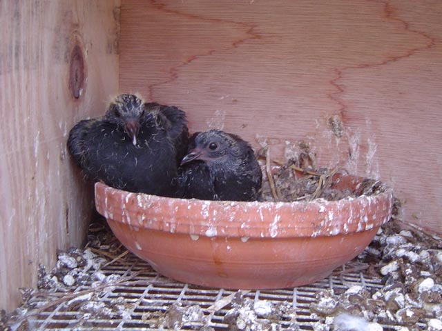 young birds, about 3 weeks